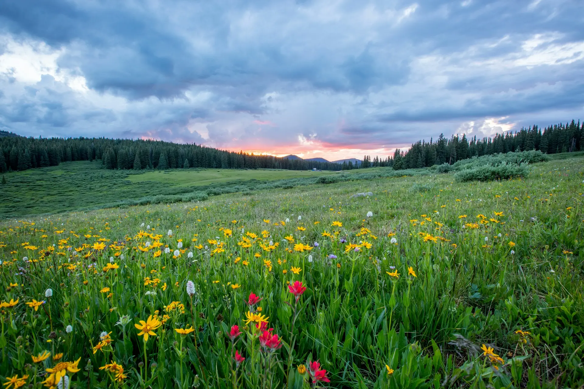 A field of flowers